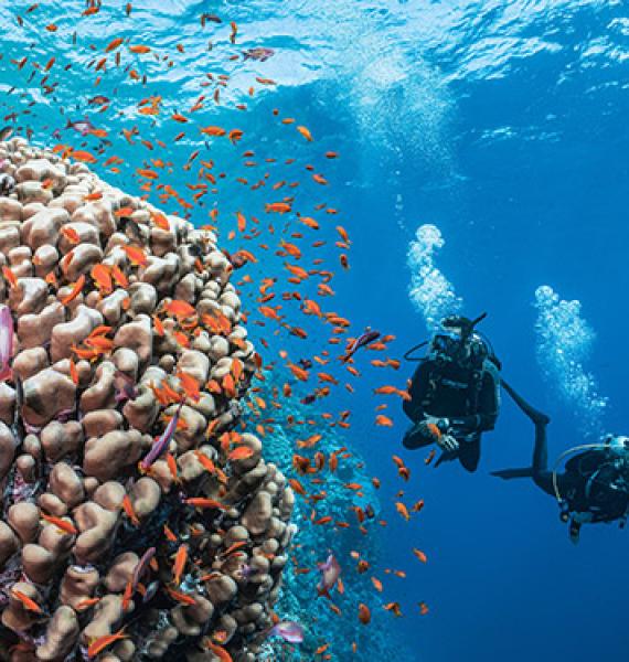 A couple of divers swimming past a school of fish.