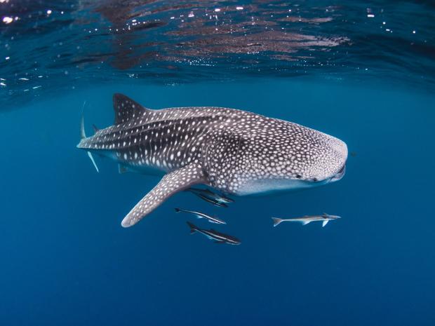 whale shark