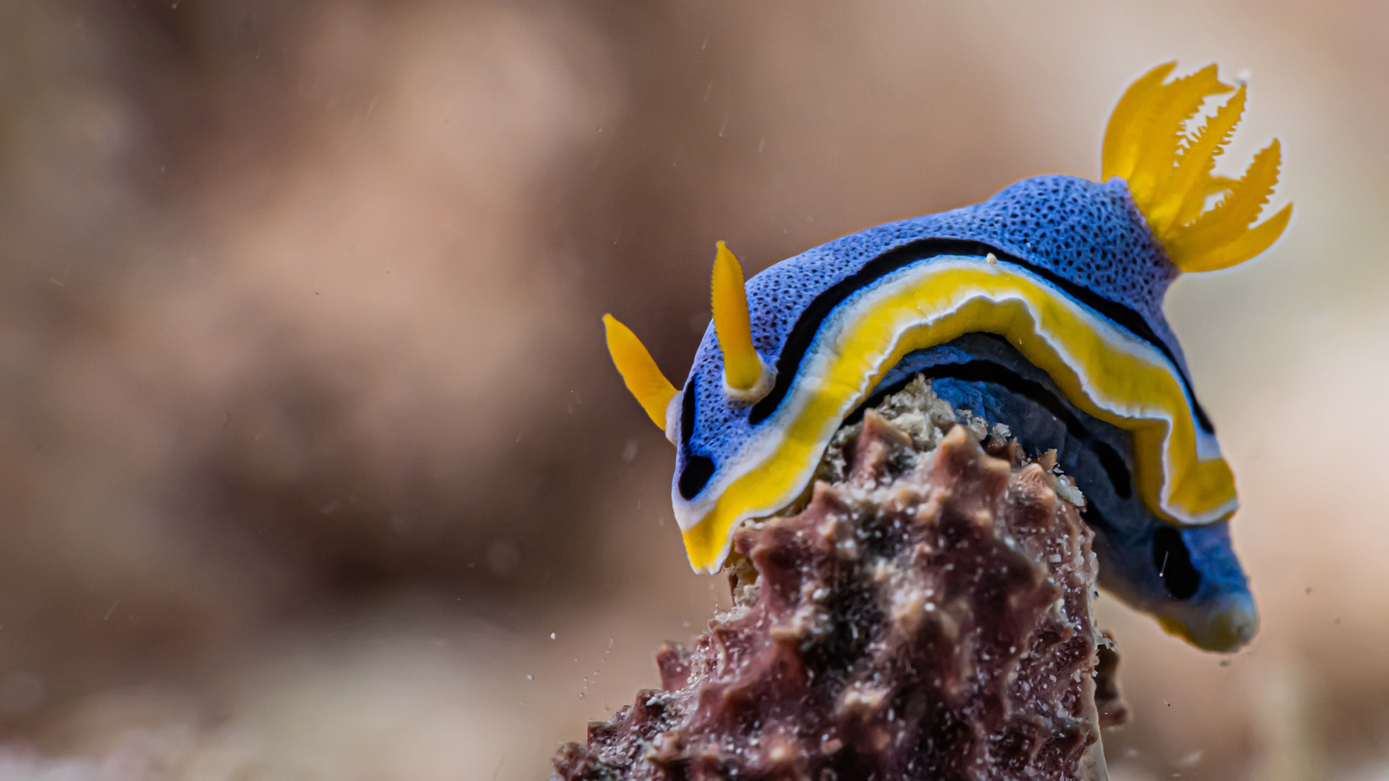 Image of a colorful nudibranch on a coral