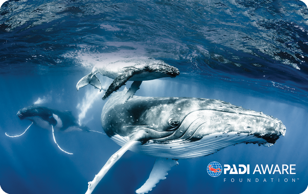 Flight of the Whales, copyright Shawn Heinrichs