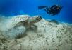 Diver swimming towards a sea turtle