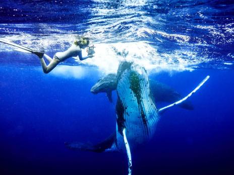 PADI AmbassaDiver - Song-Hyun Choi whale