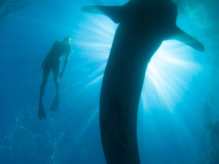 Freediving Whaleshark Card