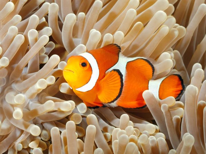 Clown Fish