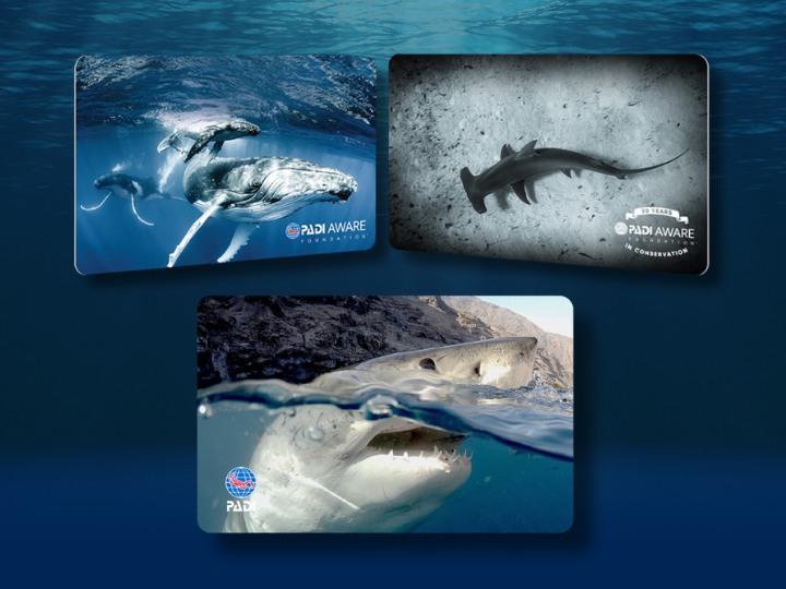 Flight of the Whales by Shawn Heinrichs, Great Hammerhead Shark in Bimini by Jay Clue, and Great White Wonder by award-winning photographer and wildlife conservationist Andy Casagrande