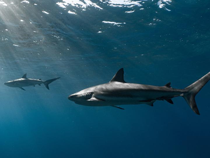 Couple of sharks swimming in ocean