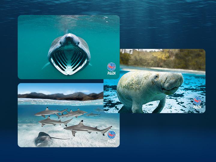 Three new PADI Certification Cards.