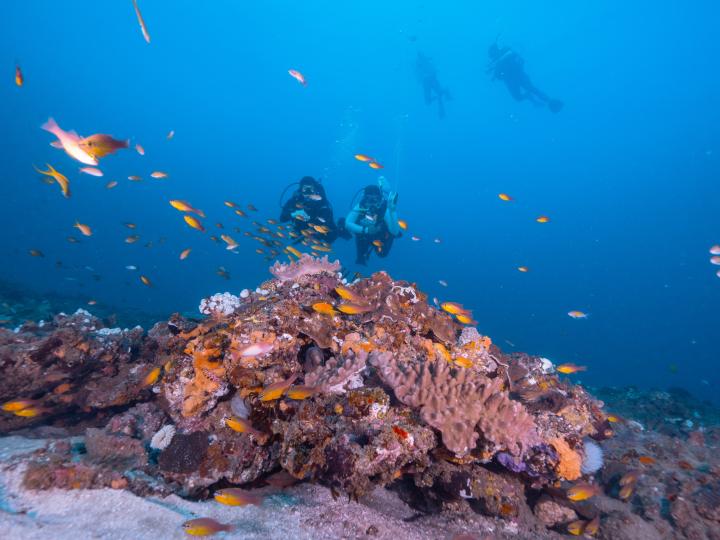 A couple of divers swimming in the ocean bed.