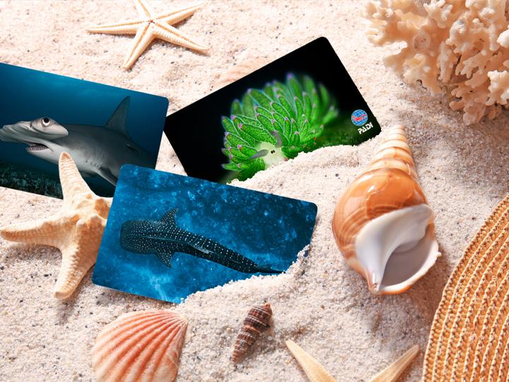 Three PADI certification cards are partially buried in white sand surrounded by seashells