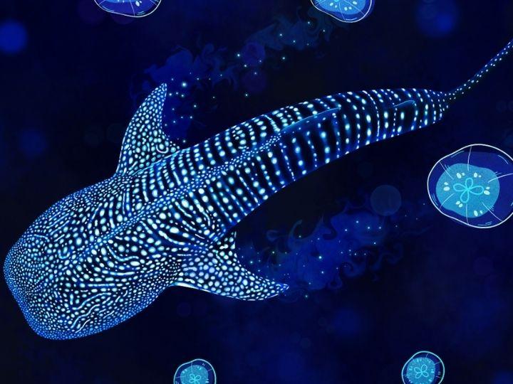 Illustration of a whale shark