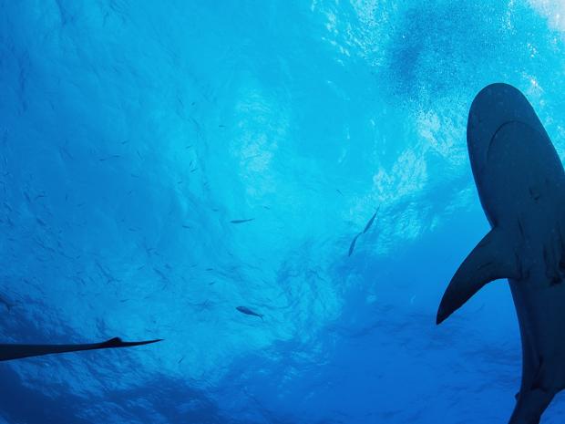 AWARE Shark Conservation Diver