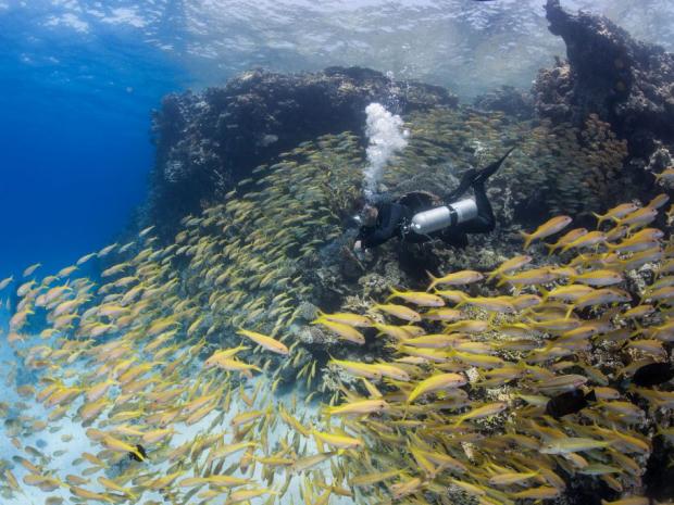 Diver Surrounded by Fish Card
