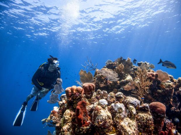 Diver Over Coral