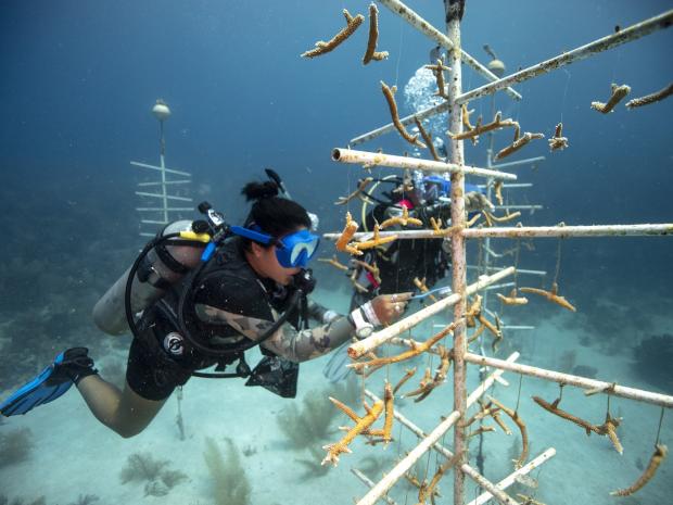 Coral Restoration