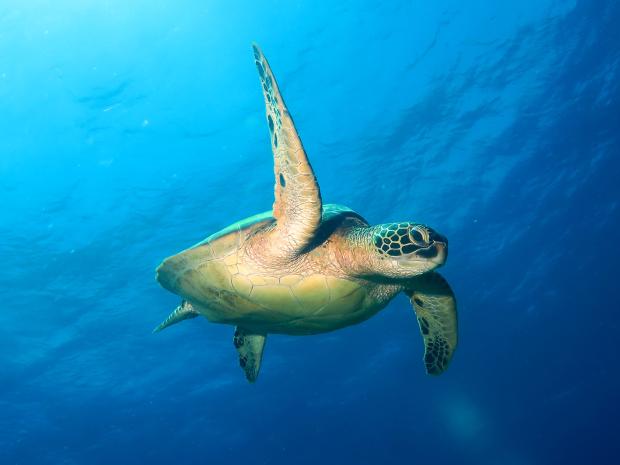 Mike's Dauin Beach Resort - Turtle High Five