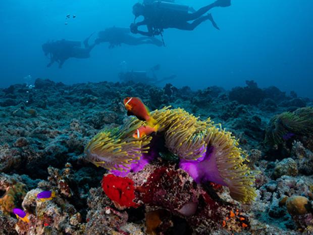 divers swimming past a coral 