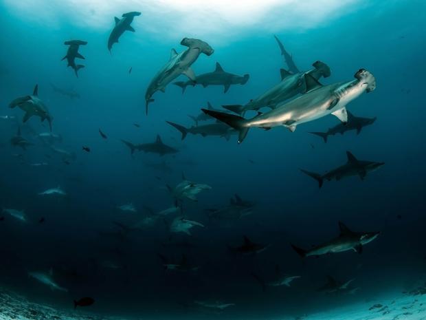 school of hammerhead sharks