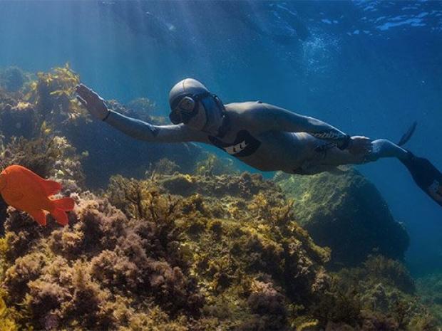 Freediver in midwater
