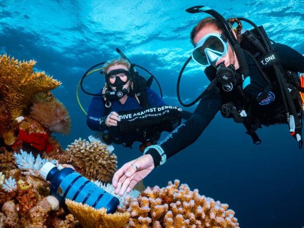 Divers cleaning up debris in coral.