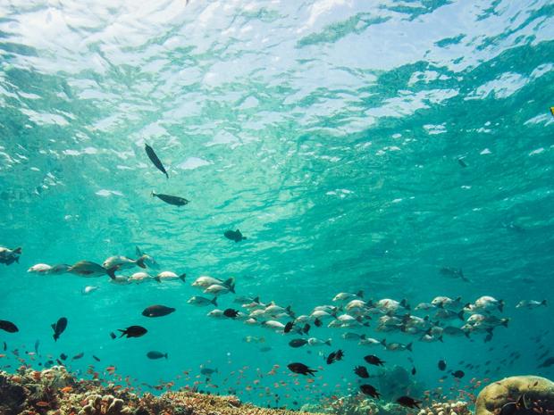 Tropical fishes underwater