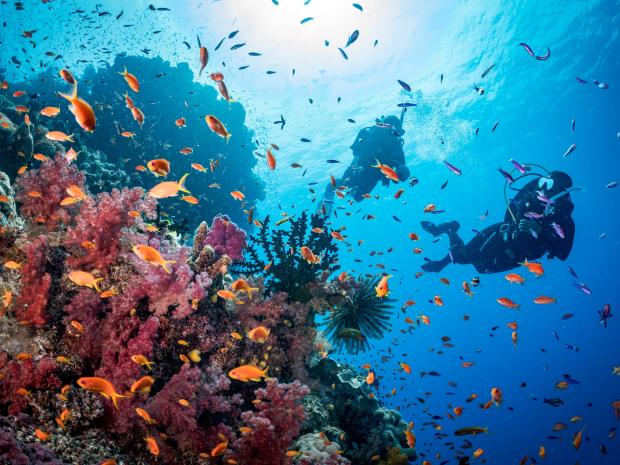 Two divers exploring marine life