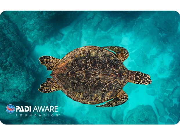 Turtle cert card