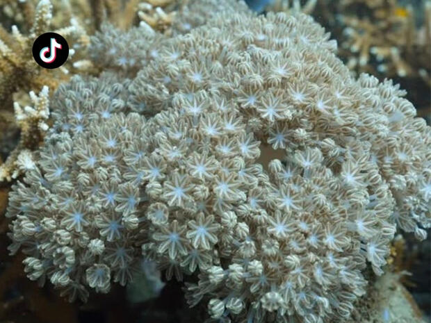 PADI tiktok
