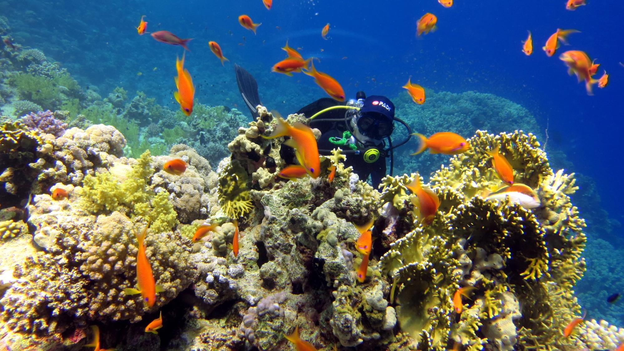 PADI AmbassaDiver: Luca Hales