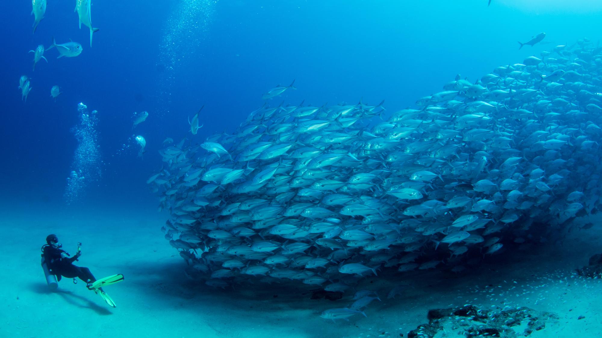 PADI Shop