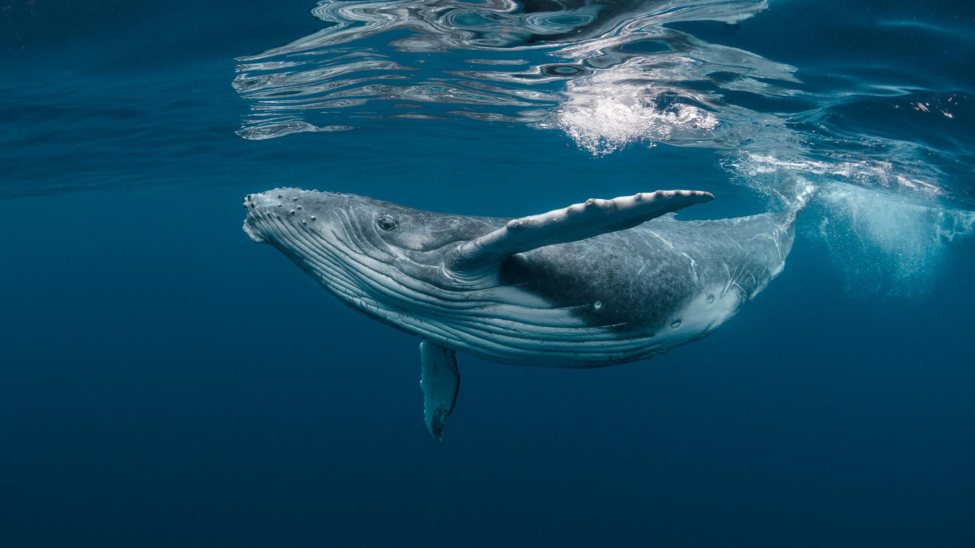 A whale swimming through.