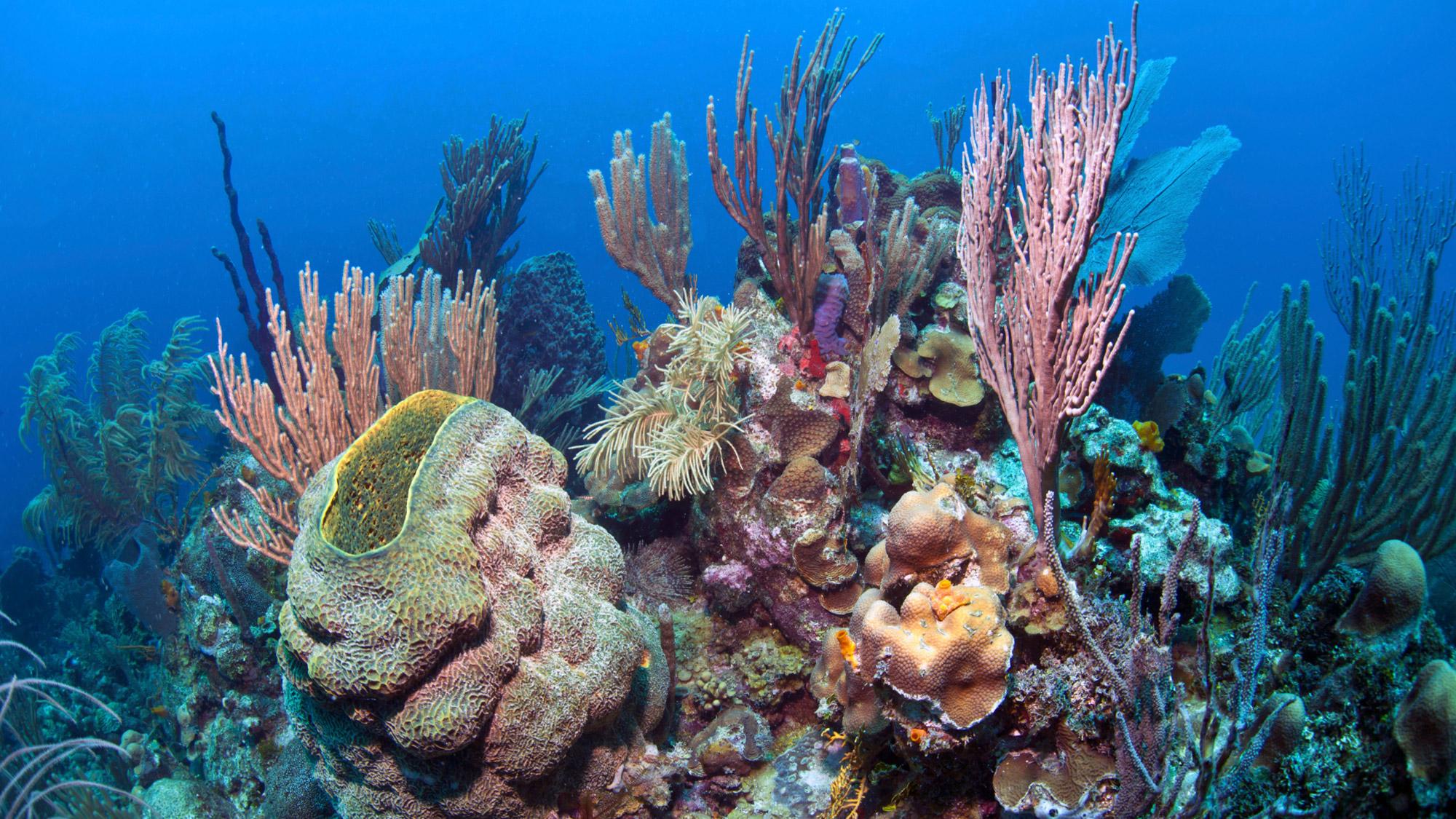 Coral reef underwater