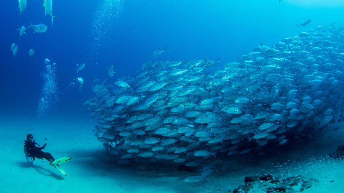 Interim Shop Page: Hero PADI Shop