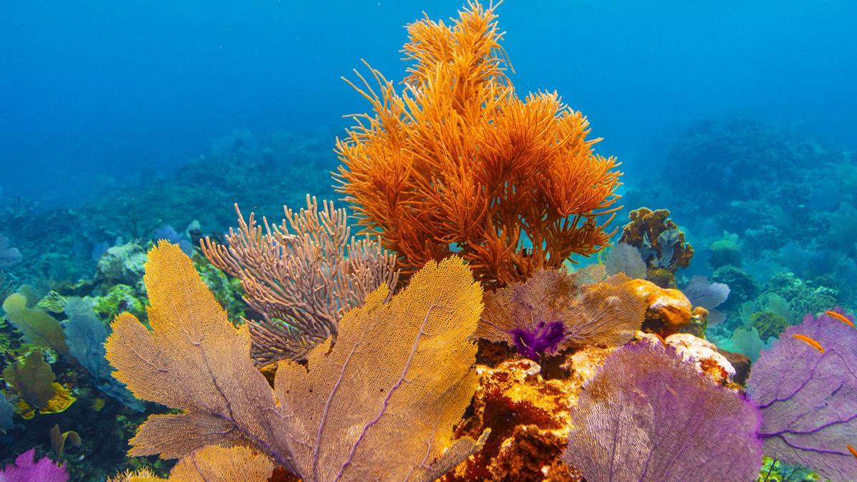 GeneralHoliday_hero_1.jpg Coral Hero