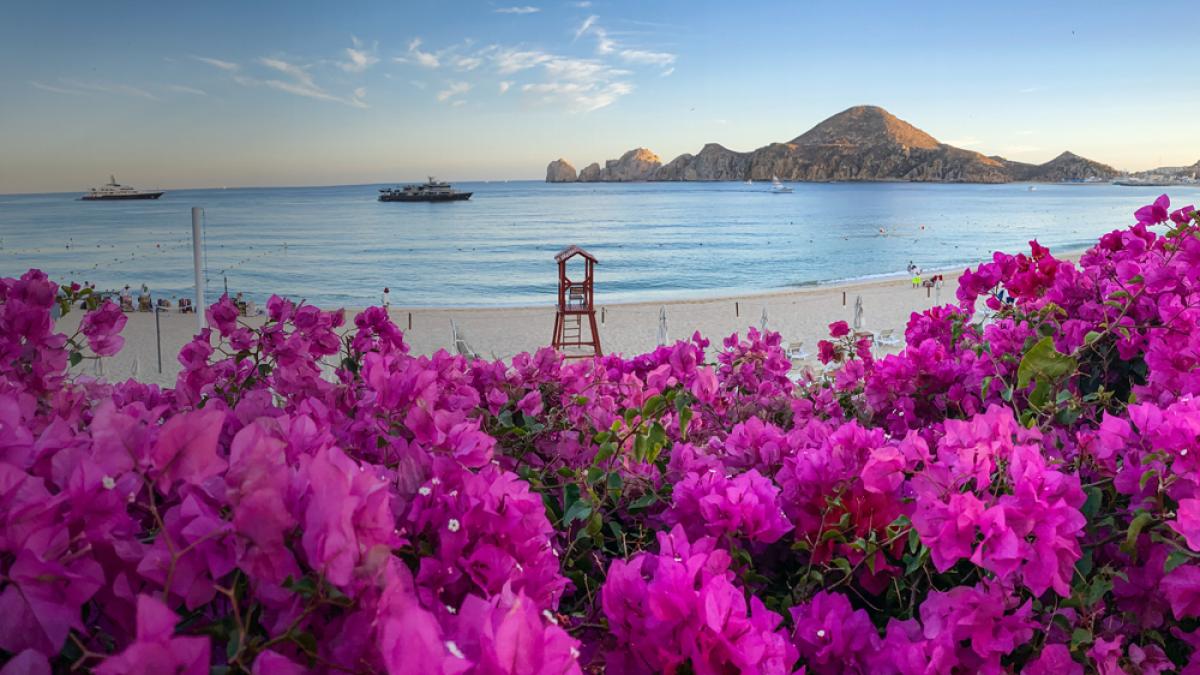 1000 x 562 Small Hero 4.jpg Darkened Flowers