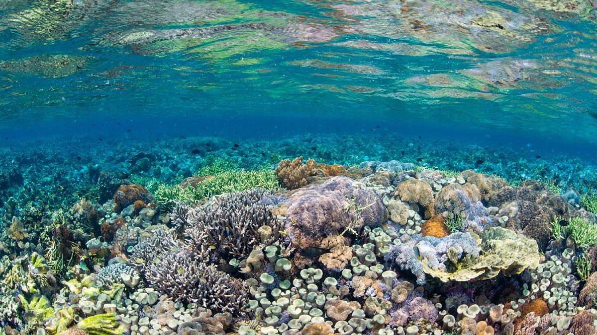 This oneE.jpg Coral Reef Wakatobi