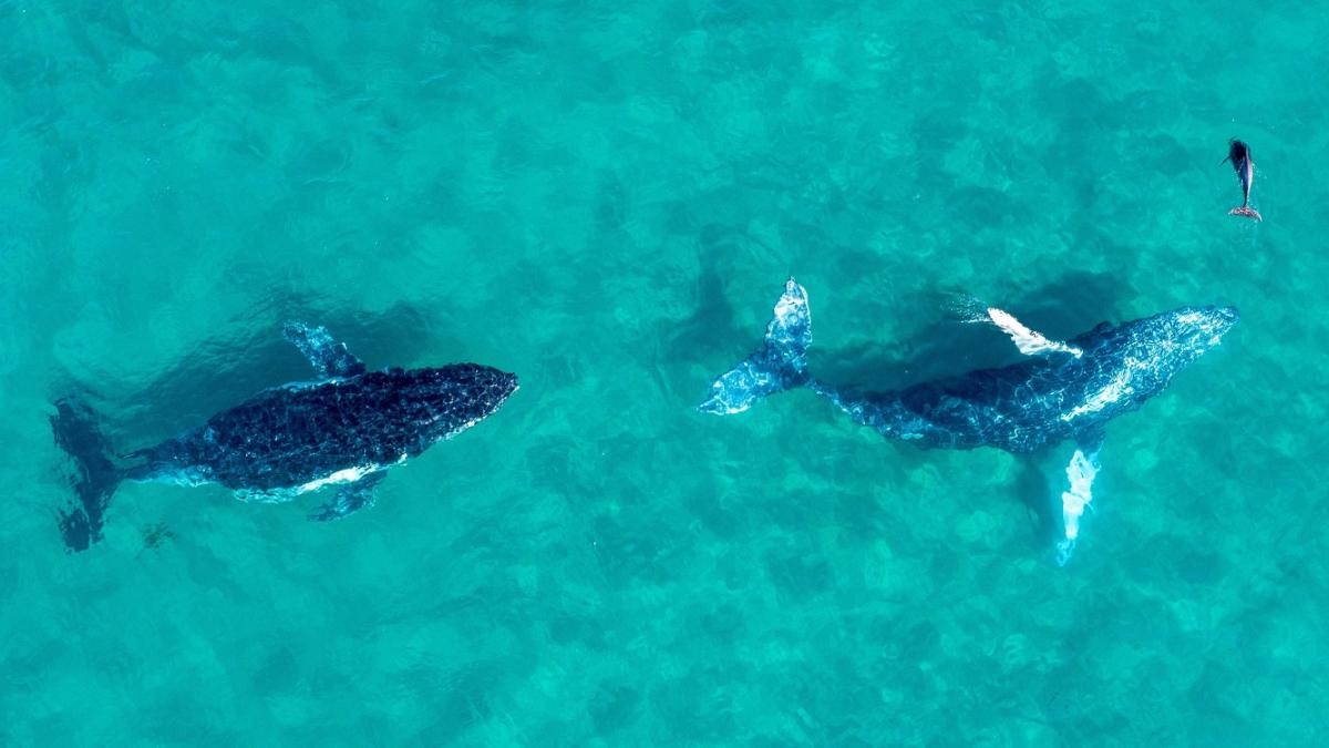 Whales shallow blue