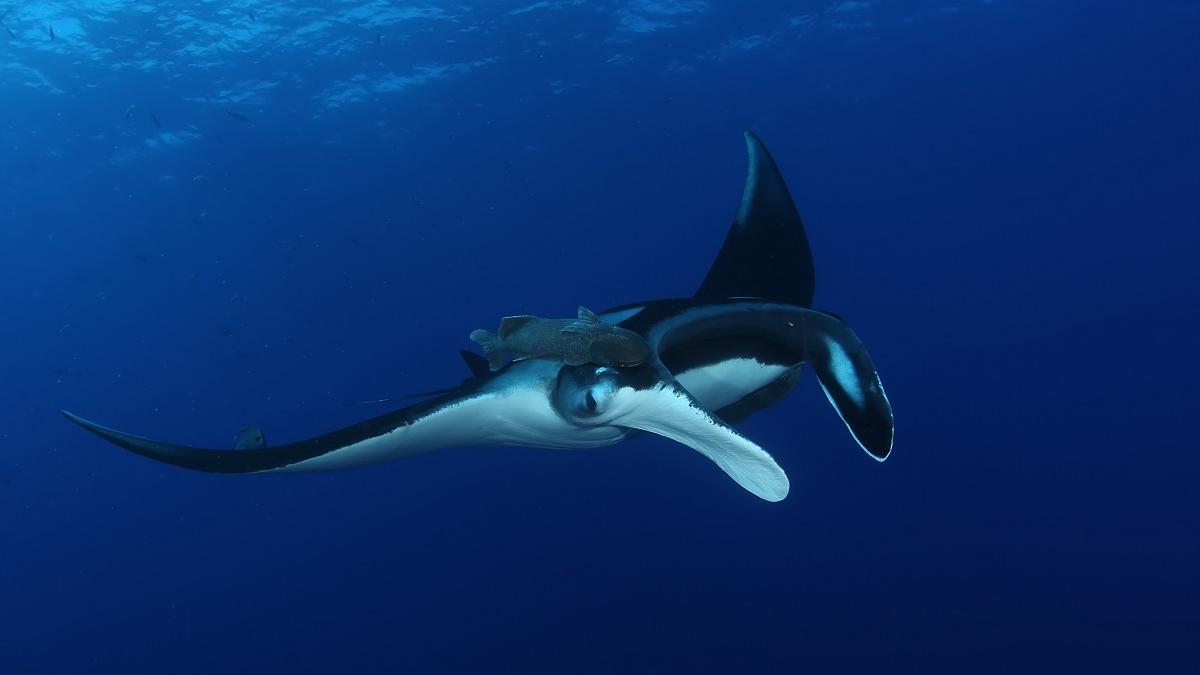 shutterstock_760334614.jpg Manta 2