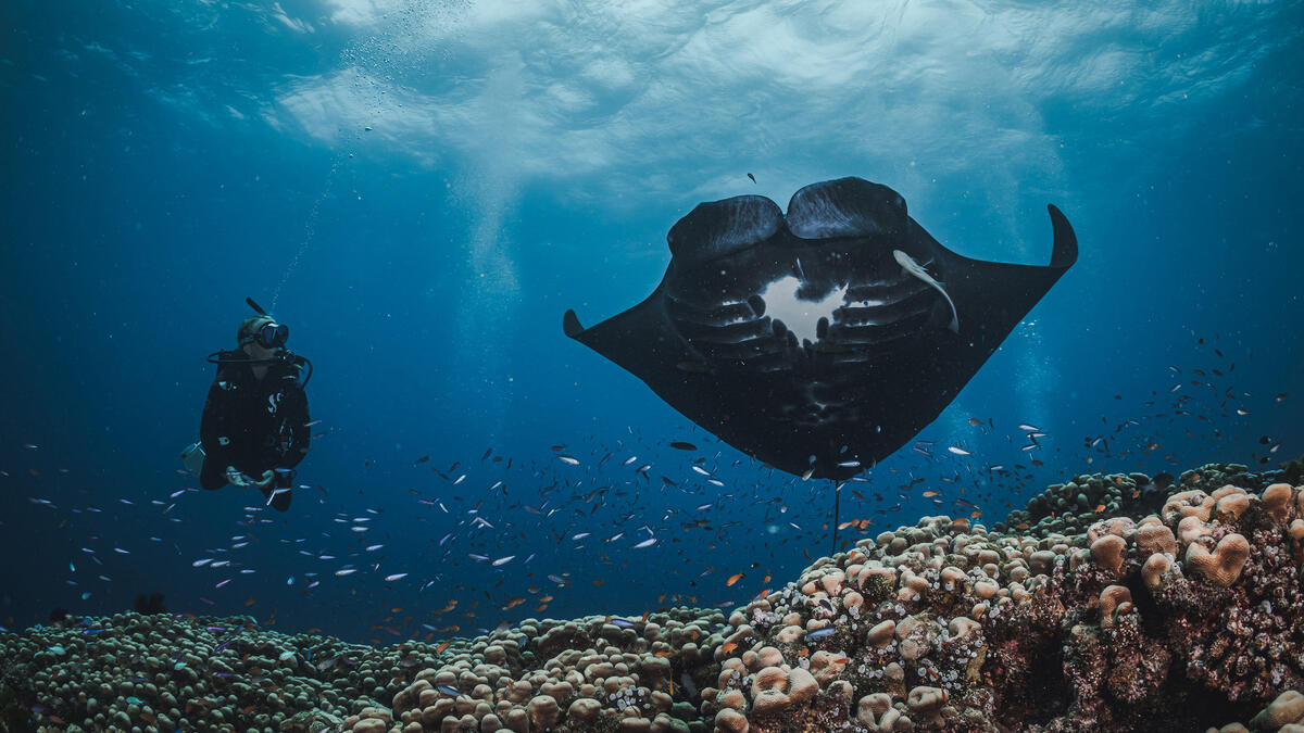 A diver swimming with a ray.